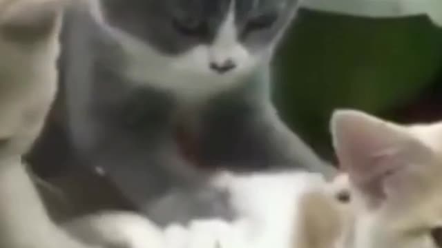 Pets Cat Cute and Baby Cats Video Compilation 😃👇