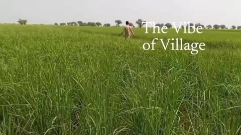 The Vibe of Village