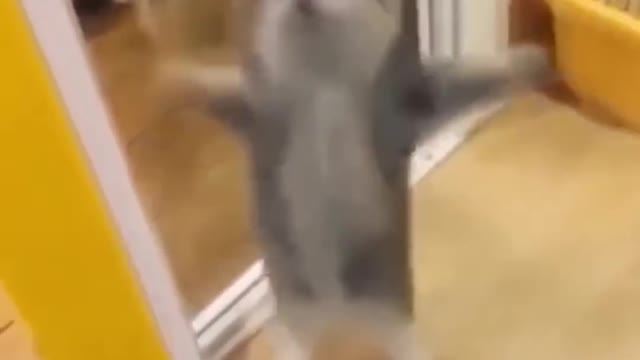 Funniest Cats 😹 - Don't try to hold back Laughter 😂 - Funny Cats Life