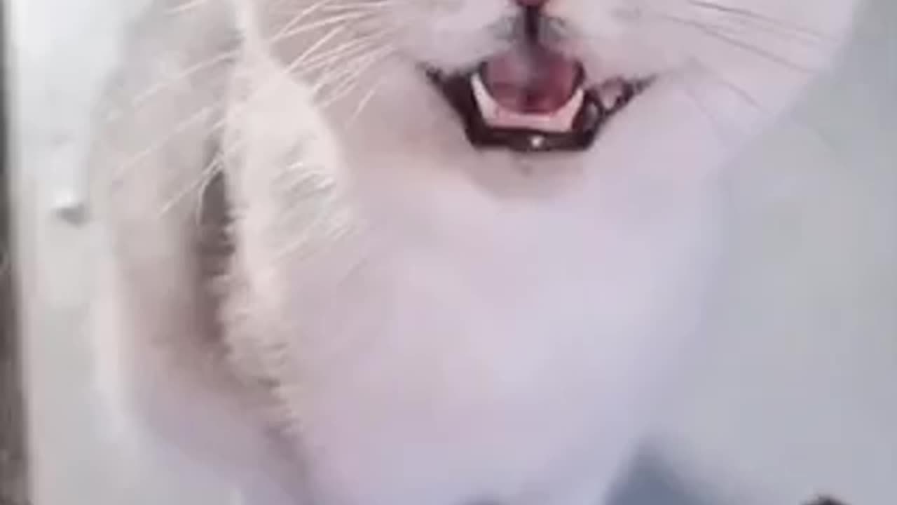 Beautiful cat 🐈 trending video