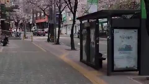 Cherry blossoms on the streets of Seoul, Korea in April