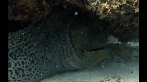 moray eel trying to hide