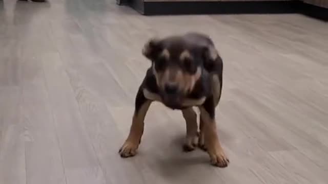 funny dog he realy did the dog