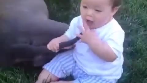 A baby trying to eat this dog