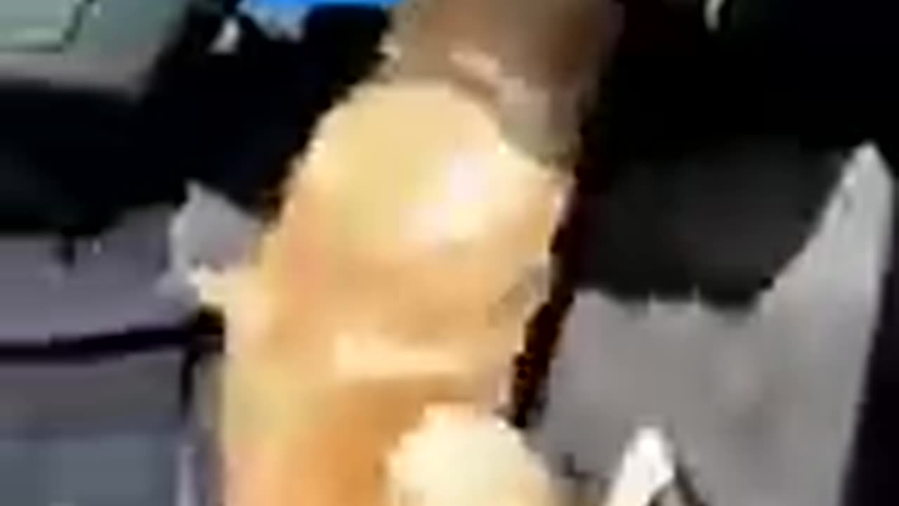 cute kitten funny dogs