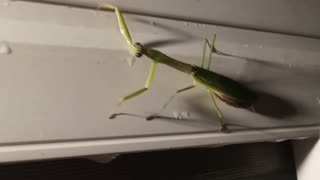 A praying mantis