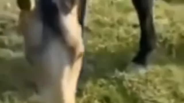 funny horse