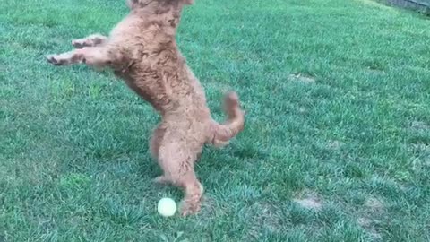 Slow motion curly haired dog fails to catch tennis ball on grass