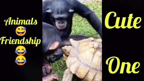 Good 👏 Monkey😅 and 😅Turtle Friendship 😂😂😂Funny one