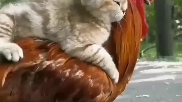 Cat love cock