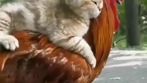 Cat love cock