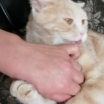 Have you ever heard a cat squeak?