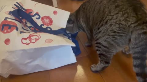 A Cat Stuck in a Bag #1