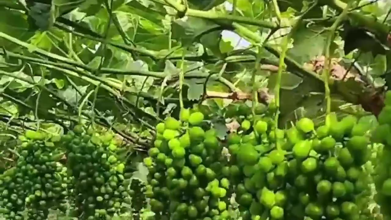 Here’s why you shouldn’t eat seedless grapes👇🏽
