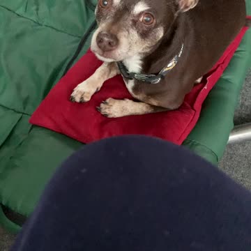 Chester the Chihuahua/rat terrier