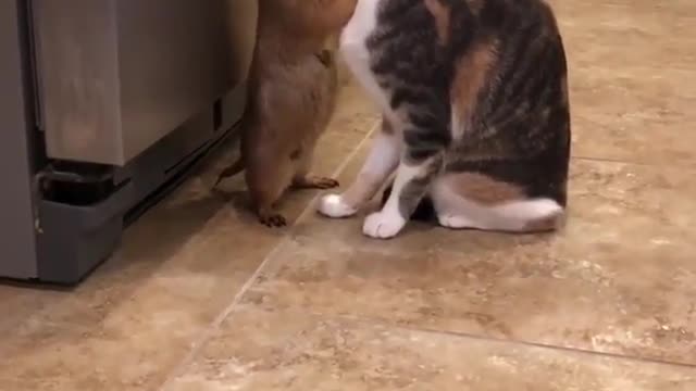 Prairie dog and cat kiss each other