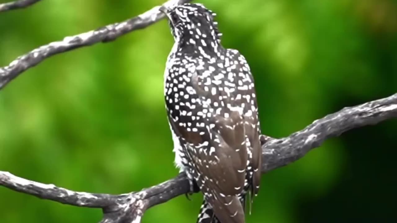 Wildlife in closer view with a natural perspective.