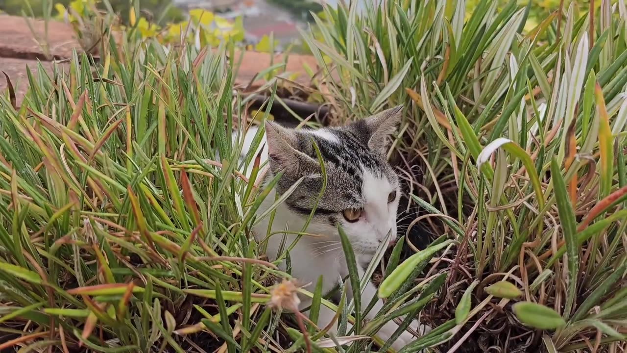 Cat Playing in Grass!!!!