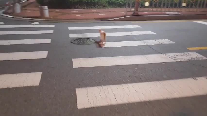 A cat using a crosswalk.