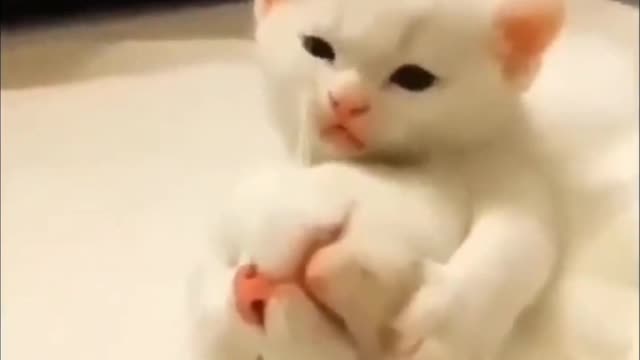Cute cats,🥰😍