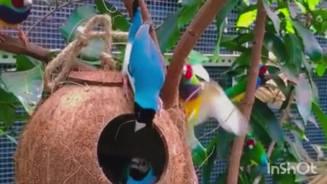 Love Birds Parrots Making Happy