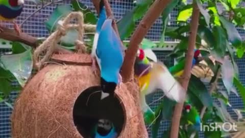 Love Birds Parrots Making Happy