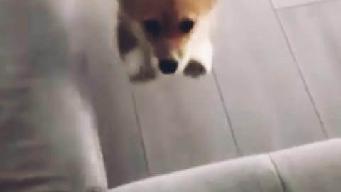 Funniest cute dog jumps