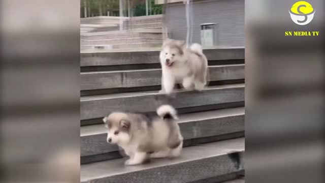 The Cute Alaskan Malamute Babies