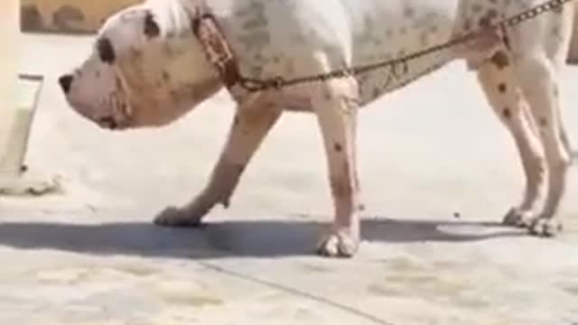 Pakistani dog🐕stile