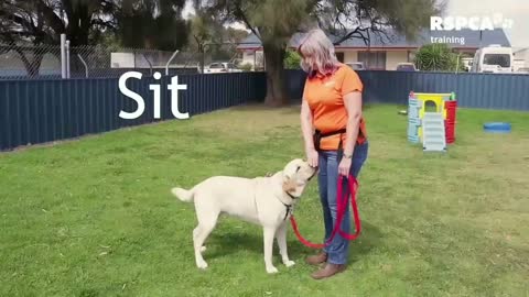 Dog training