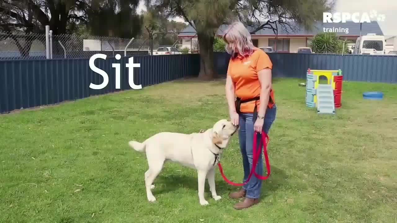 Dog training