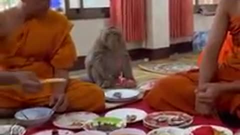 Monkey crashes Buddhist monk's lunch