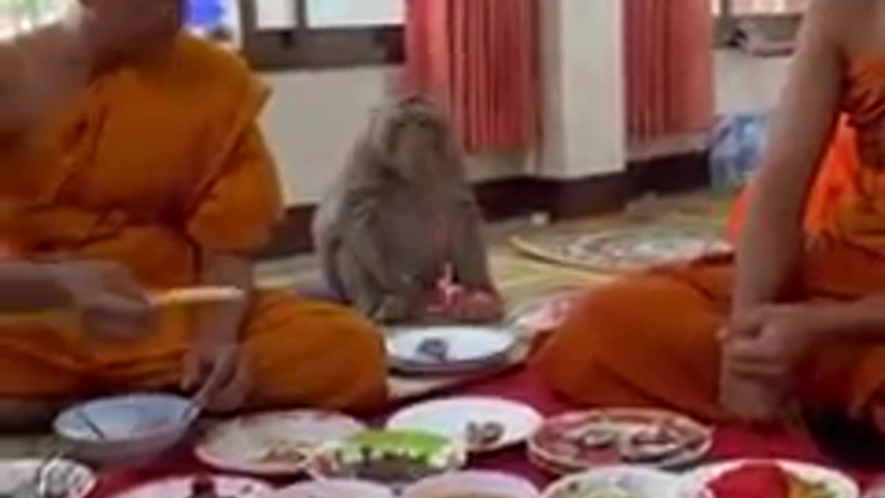 Monkey crashes Buddhist monk's lunch