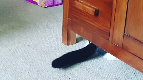 Funny Cats fail at hiding