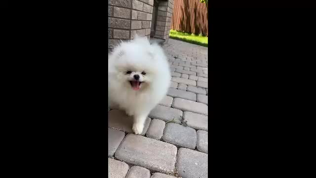 dogs funny 4k slo mo, Chihuahua dog how to dogs funny dogs.