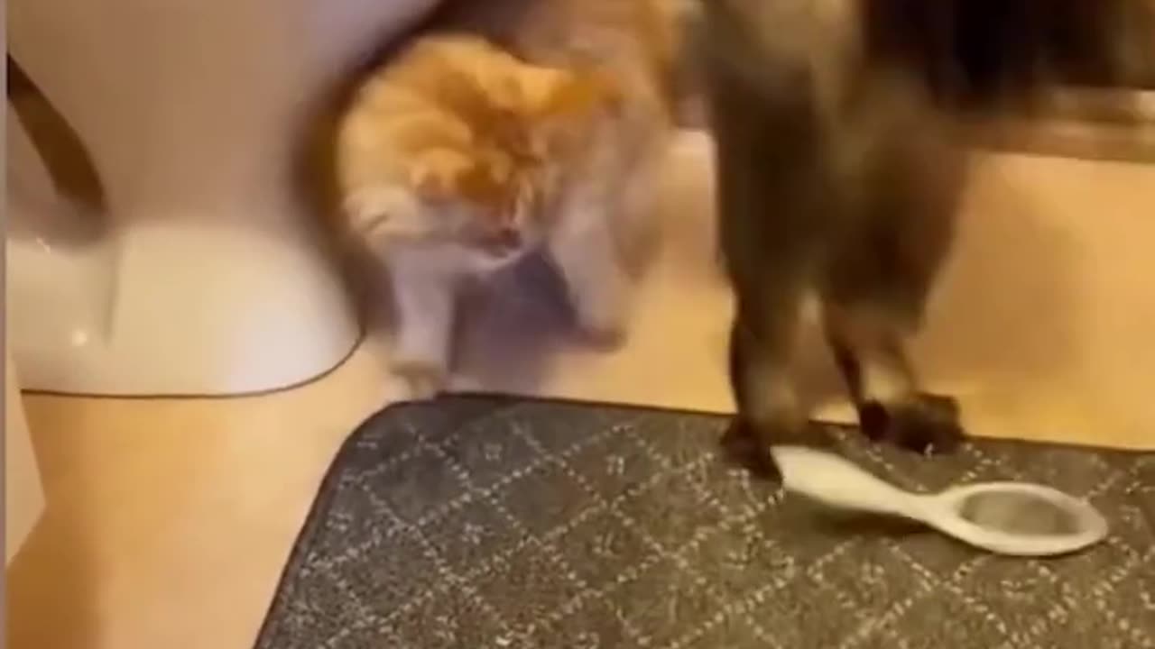 Funny Cat