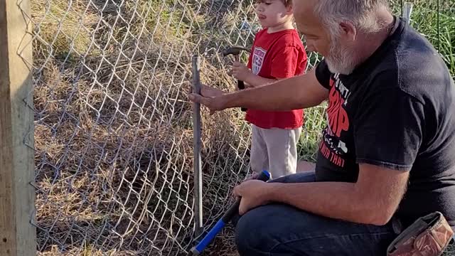 Paw paw's Little Helper