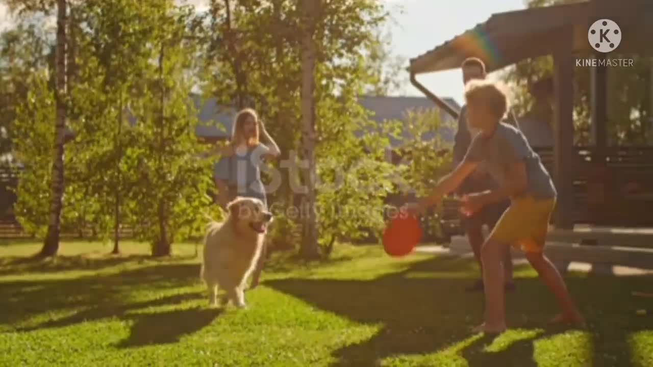 Boy Has Fun With Happy Golden Retriever Dog On The Backyard Lawn She Pets Play