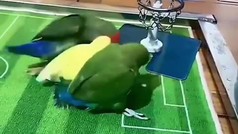 Bird play basketball 🏀