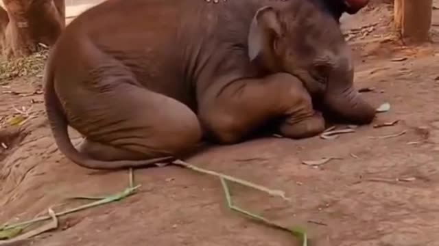 Baby Doll Elephant