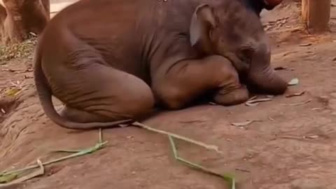 Baby Doll Elephant