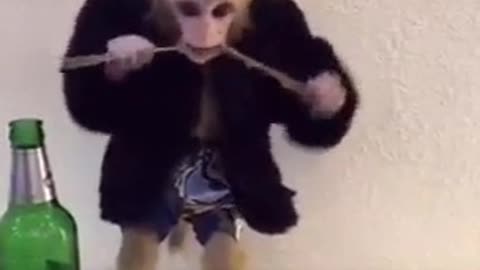 Dangerous monkey deeds and drunk