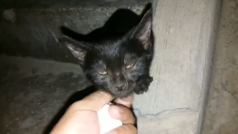 Cute kitten _ Funny cats and kittens videos 2022 #76