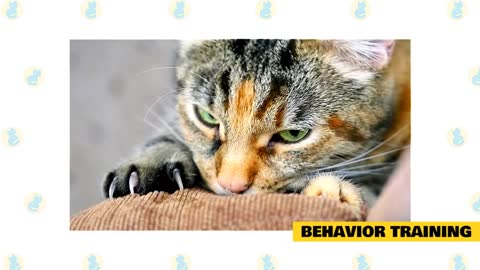 Basic Cat Training 101 Tips
