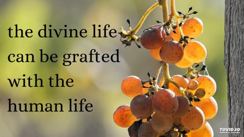 the divine life can be grafted with the human life