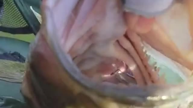 Best technique for removing a swallowed hook...haven't lost a patient yet
