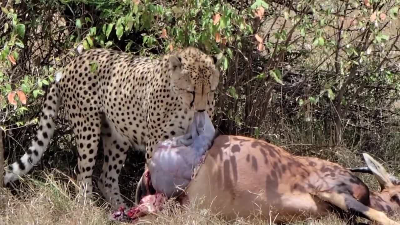 Cheetah gets 2 for 1 meal