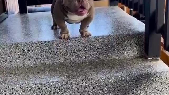 cute dog