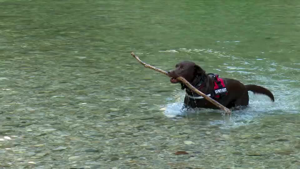 Labrador Dog Water Retriever Nature