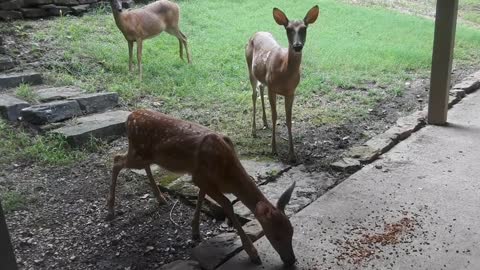 Woman begins training fawn to eat from her hand